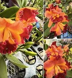 Orchid Plant Cattleya Rlc Chief Queen Lighting 2 Rooted Stem Bare Root No Tag Orchids