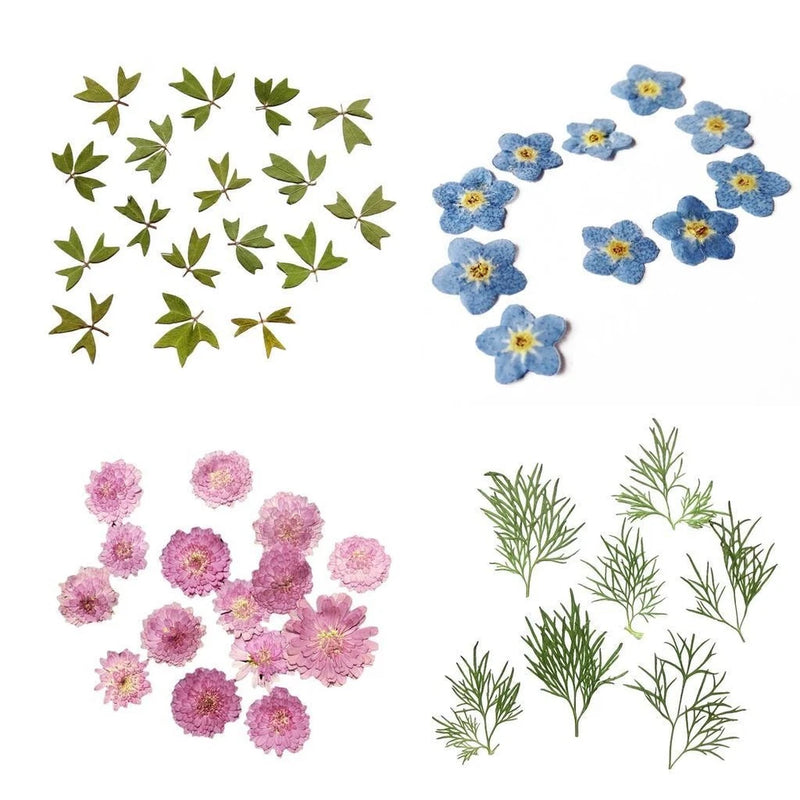Pressed dried flowers and leaves, blue and pink blossoms with green sprigs for crafts
