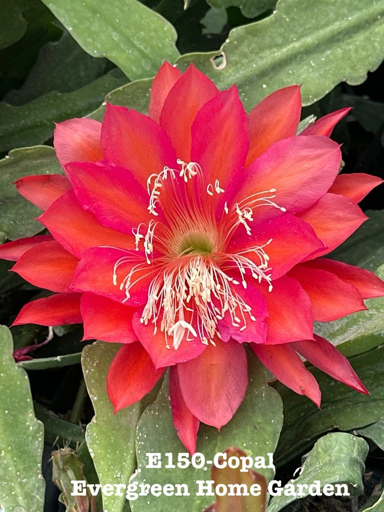 Rooted orchid cactus with large red-orange flower and green fleshy leaves