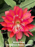 Rooted Epiphyllum Orchid Cactus ÒCopalÓ Growing In 4Ó Starter Pot. Orchids