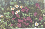 Primula Integrifolia Ranunculus Alpestris Postcard Ranunculus