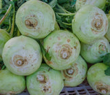 Superschmelz Giant White Kohlrabi Seeds | Heirloom Non-GMO | Fresh Garden Seeds Garden Plants