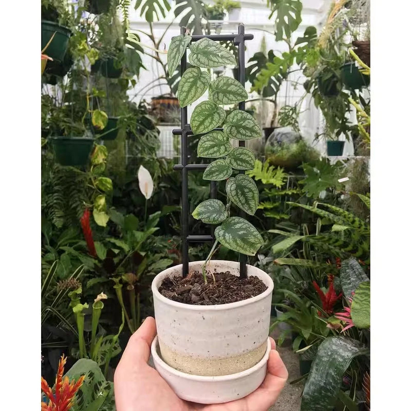 Monstera Dubia Shingle Plant-Live Plant in a 4 In. Pot-Monstera Dubia-Vining Ind Orchids