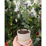 Monstera Dubia Shingle Plant-Live Plant in a 4 In. Pot-Monstera Dubia-Vining Ind Orchids