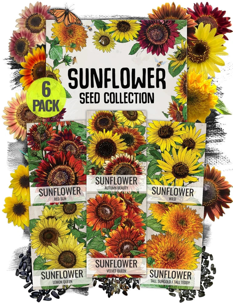 Seed Needs Sunflower Seeds for Planting an Outdoor 6 Pack (AS03), Mixed Sunflower