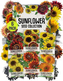 Seed Needs Sunflower Seeds for Planting an Outdoor 6 Pack (AS03), Mixed Sunflower