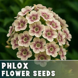Phlox Seeds - 125 Seeds - Magnolia - Garden Bloom Annual Flower Seeds Garden Plants