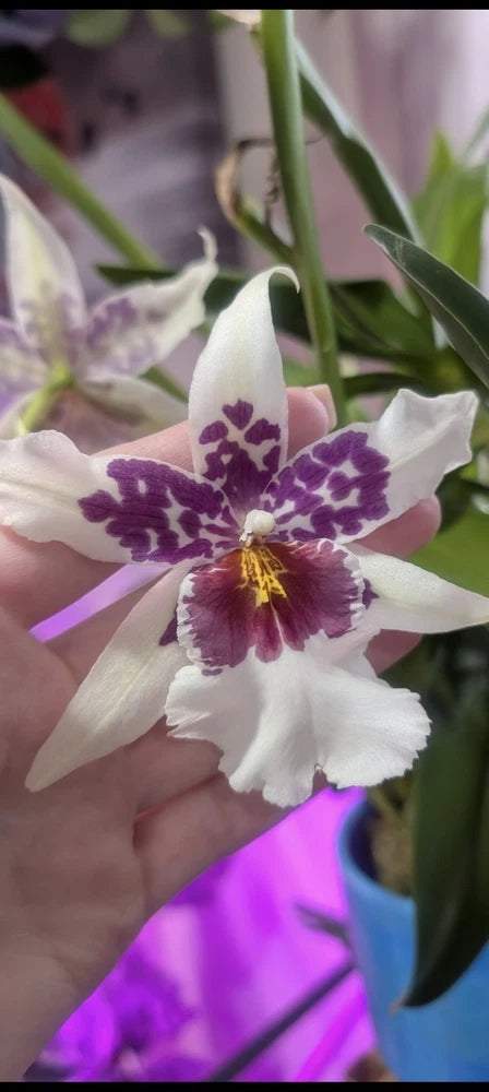 White orchid bloom with purple speckled petals and yellow center, held in hand