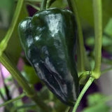 25 + seeds Ancho San Luis hot pepper garden planting spicy food Garden Plants
