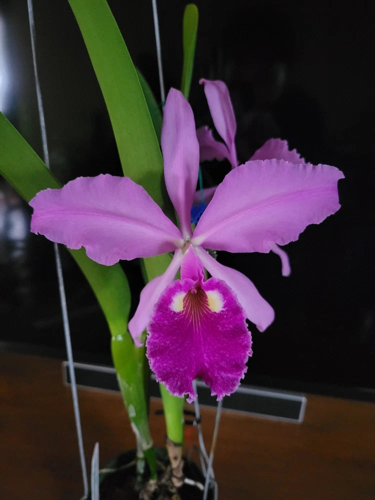 Purple orchid flower with magenta center and green leaves