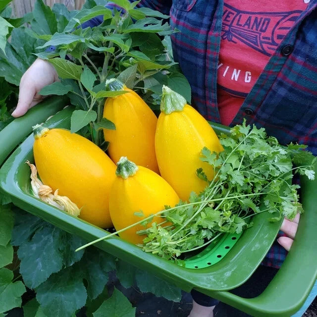 25+ Golden Egg Zucchini Squash Seeds for Garden Planting - USA - FREE SHIPPING! Garden Plants