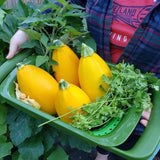 25+ Golden Egg Zucchini Squash Seeds for Garden Planting - USA - FREE SHIPPING! Garden Plants