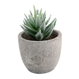 Simulation Succulent Plant with Variegated Leaves for Garden Decoration Green Plant