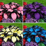 Hosta Seeds for Planting, 100+pcs Rare Perennial Hosta Flower Seeds, Non Mix Lily