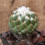 D3746 CORYPHANTHA CORNIFERA pot10-H11-W8 cm MaMa cactus Green Plant