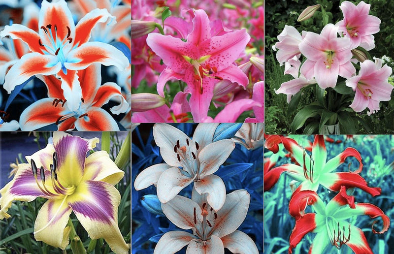 25pc LILY SEEDS Garden Plant Flower rare bloom exotic USA seller B FREE shipping Lily