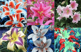 25pc LILY SEEDS Garden Plant Flower rare bloom exotic USA seller B FREE shipping Lily