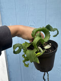 Curly Sue Cactus ÒEpiphyllum guatemalensisÓ Live Plant, Bare Roots, No Pot Orchids