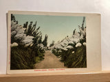Pampas Grass: Fresno, CA - Vintage Postcard Pampas Grass