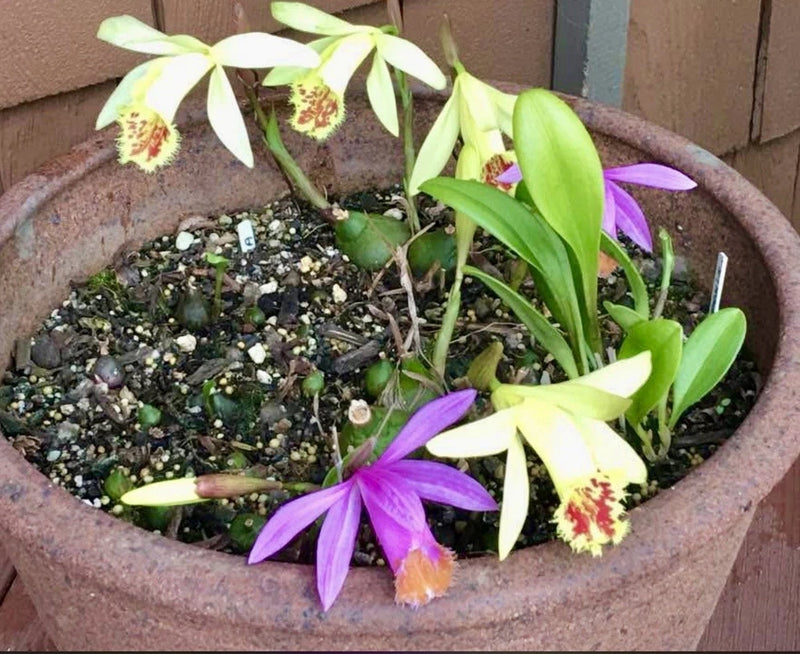 Orchid plant in terracotta pot with purple-and-white flowers and green leaves