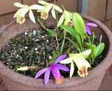 PLEIONE CONFUSA 'GOLDEN GATE' TERRESTRIAL ORCHID TUBER Orchids