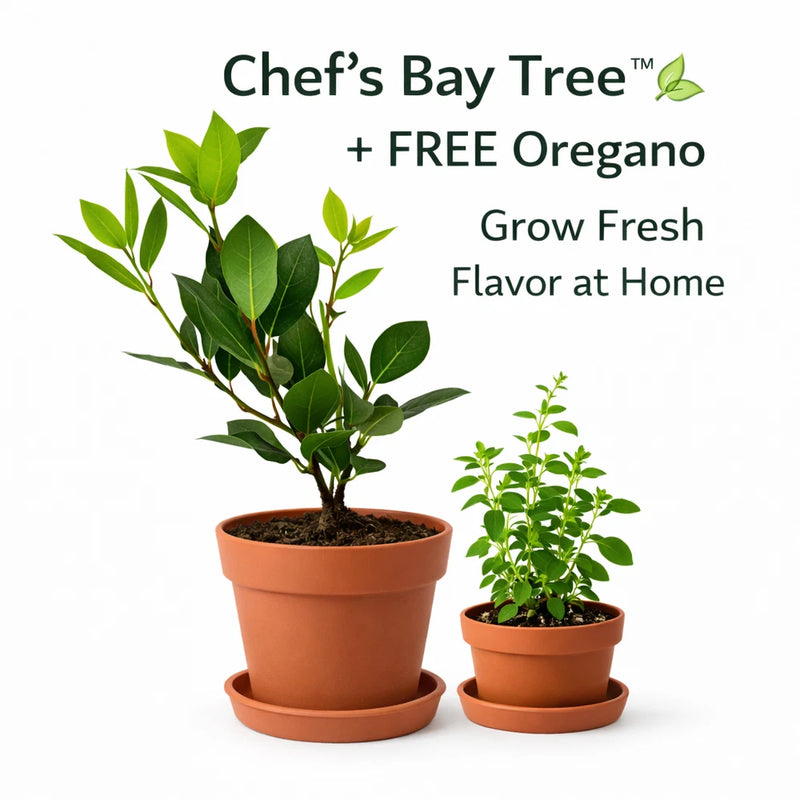 ChefÕs Bay Treeª Live Plant + FREE Oregano __ | Fresh Indoor Herb for Cooking Green Plant