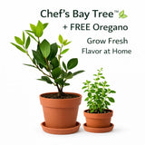 ChefÕs Bay Treeª Live Plant + FREE Oregano __ | Fresh Indoor Herb for Cooking Green Plant