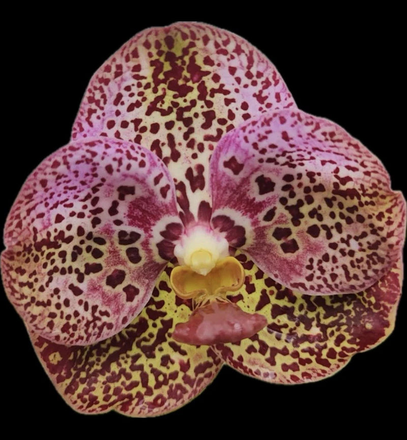 Speckled pink orchid flower with yellow center and five broad petals