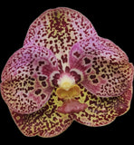 Vanda Kulwadee Fragrance x Conference Gold Orchid Plant Orchids
