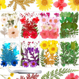 109 Pieces Dried Pressed Flowers for Resin, Real Pressed Blooms Leaves Mixed Var Dried Flower