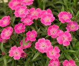 500+ Pink Passion Dianthus Seeds US SELLER Annual Flowers Seed Carnation Bulk Carnation