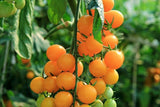 (20) Golden Nugget Cherry Tomato Seeds plants garden Garden Plants