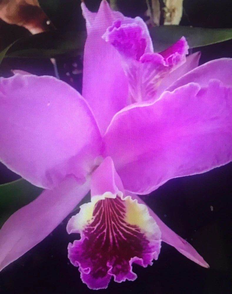 Purple orchid bloom with ruffled petals and a white lip with purple stripes
