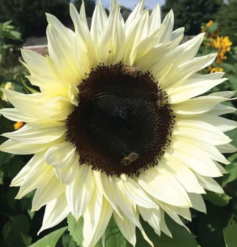 ITALIAN WHITE SUNFLOWER SEEDS 50+ annual FLOWER garden BEES birds FREE SHIPPING Garden Plants