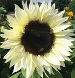 ITALIAN WHITE SUNFLOWER SEEDS 50+ annual FLOWER garden BEES birds FREE SHIPPING Garden Plants