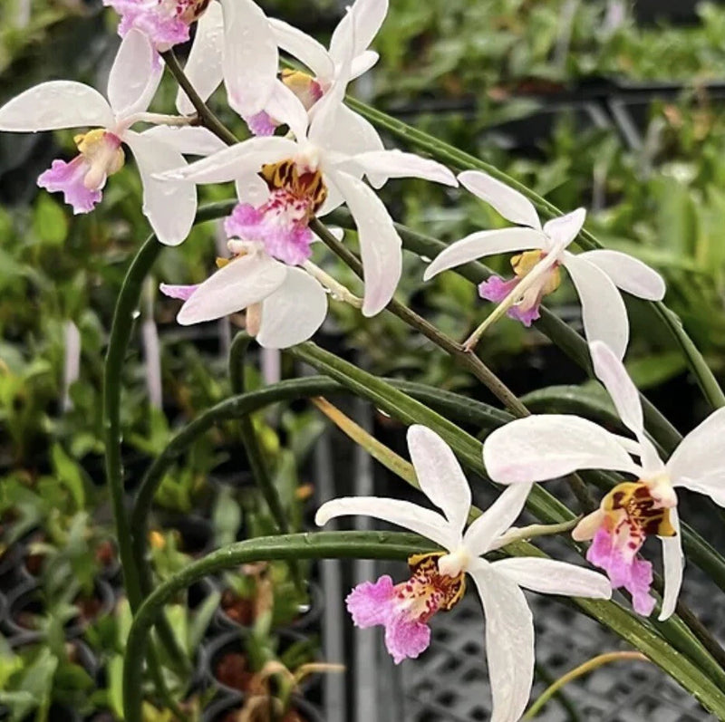 Mounted orchid with white petals and pink centers on green stems