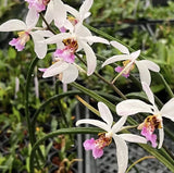 Holc. wangii 'Maui' xHolc. wangii Bloom size Mounted Orchids