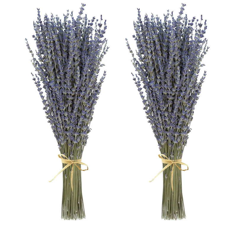 Dried lavender bouquet bunches with purple spikes tied with twine