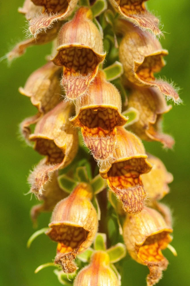 50 RUSTY FOXGLOVE Hummingbird Flower Digitalis Ferruginea Yellow Herald Seeds Flowering Plants