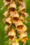 50 RUSTY FOXGLOVE Hummingbird Flower Digitalis Ferruginea Yellow Herald Seeds Flowering Plants