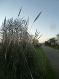 Photo 12x8 Pampas grass, Walnut Tree, West Wittering Rookwood Little circu c2017 Pampas Grass