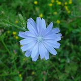 500+Chicory Seeds Blue Sailors CoffeeWeed FrenchEndive Perennial Herb Flower USA Flowering Plants