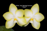 Original Phal Phalaenopsis Joy Spring Canary 'YA #7'-FRAGRANT Orchids