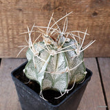 D4895 ASTROPHYTUM CRASSISPINUM NIVEUM pot10-H10-W11 cm  MaMa Cactus Green Plant