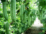 30+ Bitter Melon Seeds | Kh_ qua | Ku Gua Fast Growing Vegetable Seeds Garden Plants