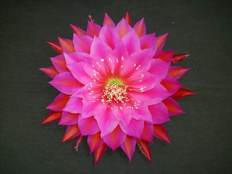 Orchid cactus flower with bright pink petals and red tips, golden center