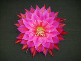 Orchid cactus flower with bright pink petals and red tips, golden center
