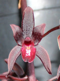 Orchids Cymbidium Australian Midnight ÔTinoneeÕ HCC/AOS--DIV!! Orchids