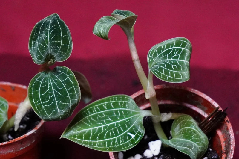 Jewel orchid terrarium plant with green leaves and white veining in terracotta pot