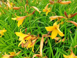 10  THUNBERG'S DAYLILY SEEDS - Hemerocallis thunbergergi  ( Height:  6-7 ft ) Garden Plants